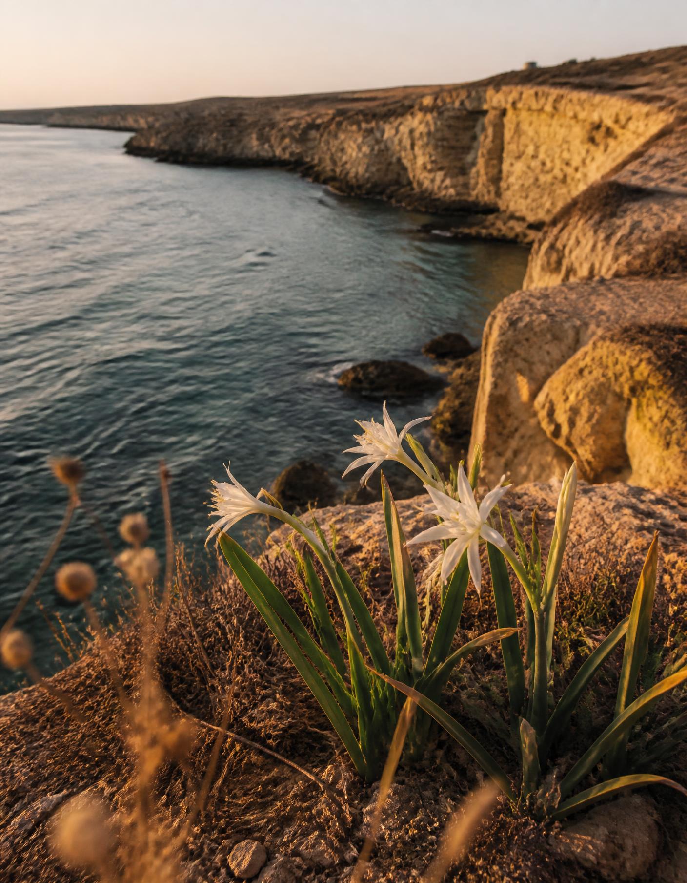 Coastal limestone landscape at golden hour, the kind of larger site an Arvora Estates master plan is drawn around